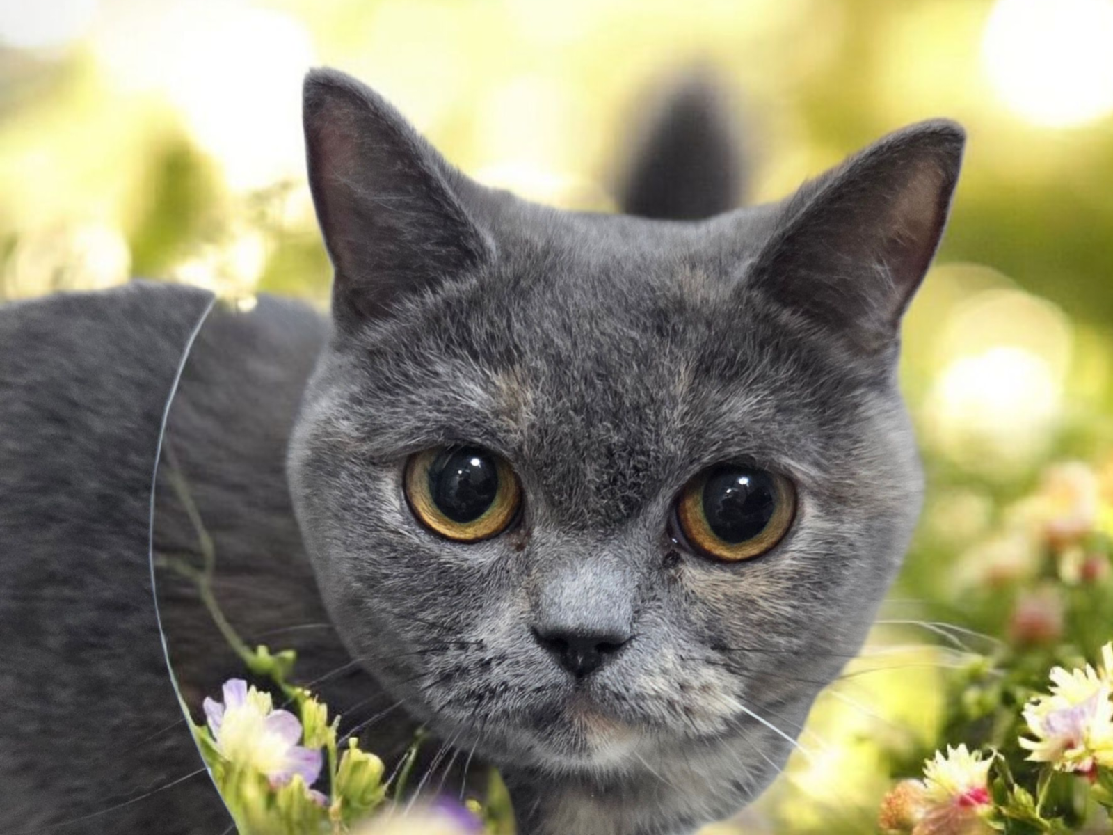 猫カフェ | 花よりにゃんこ